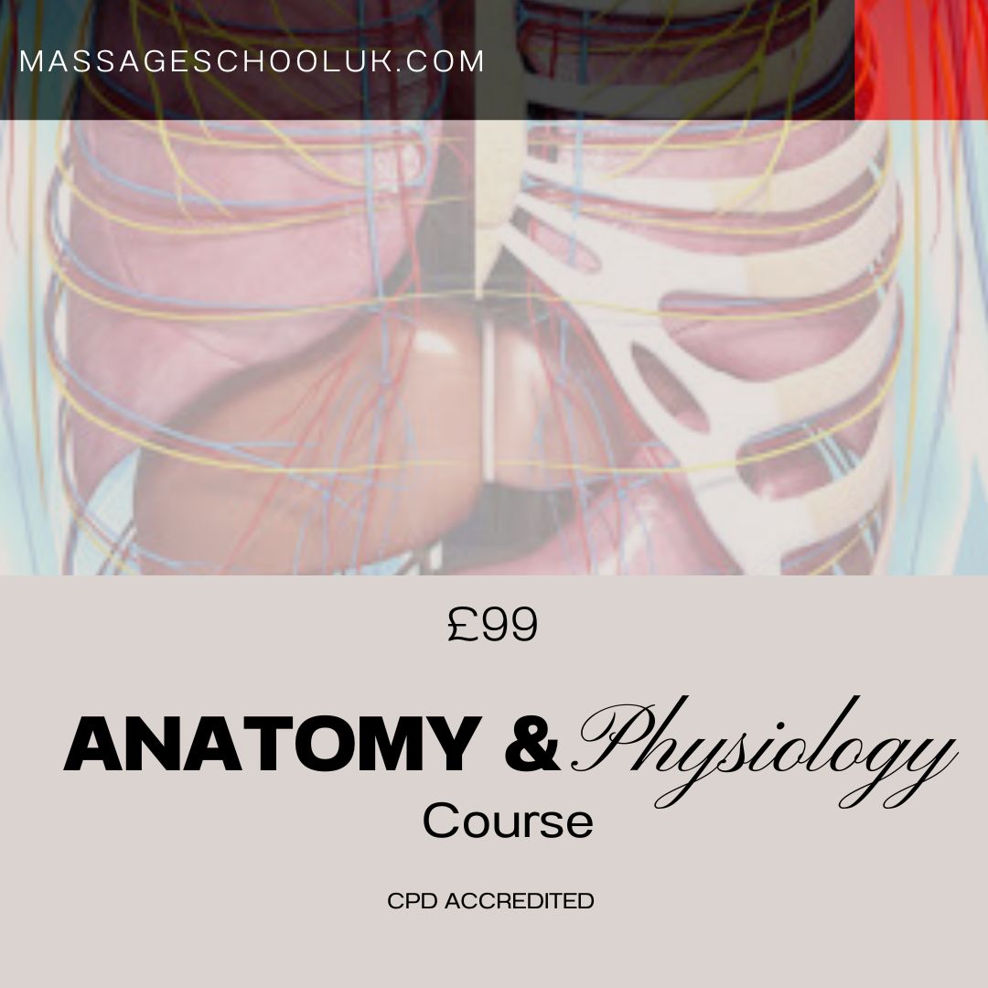 Anatomy & Physiology Course - Online