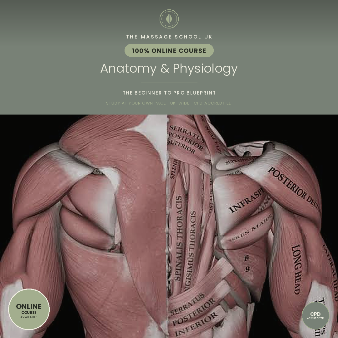 Anatomy & Physiology Course - Online